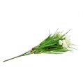 Floristik24 Ranunculus med gräskrem L 35cm