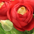 Floristik24 Ranunculus bukett röd 30cm