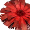 Floristik24 Repens rosett röd 8cm - 9cm 25p