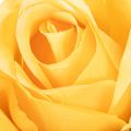 Konstgjord ros med lång stjälk, konstgjord blomma, 62 cm, 12 stycken | Floristik24.se
