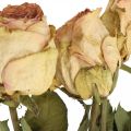 Floristik24 Dekorativa rosor, torkad blomma, torkade rosor, alla hjärtans dag, begravningsblommor, rustika rosor gulrosa L48cm 5st