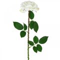 Floristik24 White Rose Fake Rose on Stam Silk Flower Fake Rose L72cm Ø13cm