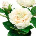 Floristik24 Pion i en kruka, romantisk dekorativ ros, sidenblomma krämvit
