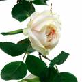 Floristik24 Romantisk Rose Garland Siden Blomma Konstgjord Rose Vine 160cm