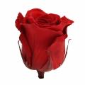 Floristik24 Infinity rosor stora Ø5,5-6cm röda 6st