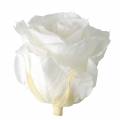 Floristik24 Infinity rosor stora Ø5,5-6cm vita 6st