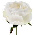 Floristik24 Rose blossom white 17cm 4st