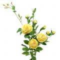 Floristik24 Rose gren gul 100cm