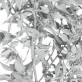 Floristik24 Ruscus kvistar, slaktkvast, torr växt Vittvättad L58cm 80g