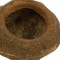 Paradise Nut Plant Kruka Naturlig Sapucaia Ø14cm H10cm 3 st | Floristik24.se