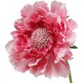 Floristik24 Konstgjord blomdekoration, skabbig konstgjord blomma rosa 64cm bunt med 3st