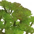 Floristik24 Konstgjorda växter i kruka Artificiell Suckulent Grön H15cm