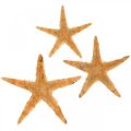 Floristik24 Sjöstjärnor scatter dekoration hem deco mini sjöstjärnor natur 2-4cm 50p