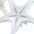Floristik24 Sjöstjärna dekoration stor torkad vit dubbig sjöstjärna 15-18cm 10st