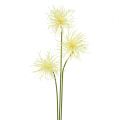 Floristik24 Silke blommor xanthium kräm 63cm 4st