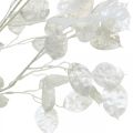 Floristik24 Dekorativ gren silverblad vit Lunaria gren konstgjord gren 70cm