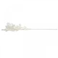 Floristik24 Dekorativ gren silverblad vit Lunaria gren konstgjord gren 70cm