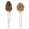 Floristik24 Konstgjord murkelsvamp dekorativ påle för krukor och bord, 13 cm, 2 stycken