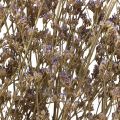 Floristik24 Beach Lilac Limonium Torkade Blommor Lila 70cm 50g
