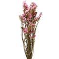 Floristik24 Beach Lilac Rosa Limonium torkade blommor 60cm 50g