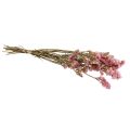 Floristik24 Beach Lilac Rosa Limonium torkade blommor 60cm 50g