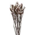 Floristik24 Beach Lilac Vit Limonium Torkade Blommor 60cm 35g