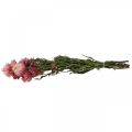 Floristik24 Strawflower Rosa torkade Helichrysum torkade blommor knippe 45cm 45g