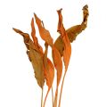 Floristik24 Strelitzia blad orange 120cm 20p