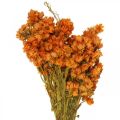 Floristik24 Halmblommor Torkade blommor Orange Liten 15g