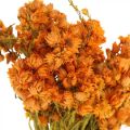 Floristik24 Halmblommor Torkade blommor Orange Liten 15g