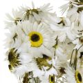 Floristik24 Acroclinium White, Torra Växter, Helichrysum, Torra Blommor L20–40cm 25g