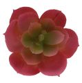 Floristik24 Suckulent växt Ø5cm rosa 6st