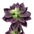 Floristik24 Suckulent växt mörk lila-grå Ø7cm, Ø10cm H30cm