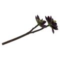 Floristik24 Suckulent växt mörk lila-grå Ø7cm, Ø10cm H30cm