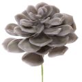 Floristik24 Konstgjorda suckulenta vaxblommor dekoration 10 cm 6 st