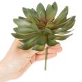 Konstgjord suckulent som prydnadsväxt, grön, 18 cm, 3 stycken | Floristik24.se