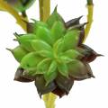 Floristik24 Suckulent plocka grön / brun 35,5 cm