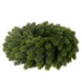 Konstgjord grankrans, grön, rund, 50 cm | Floristik24.se