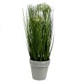 Floristik24 Dekorativt gräs för bordsdekoration i en grön kruka 30 cm