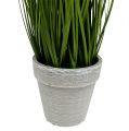 Floristik24 Dekorativt gräs för bordsdekoration i en grön kruka 30 cm