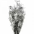 Floristik24 Torkad blomma Massasa svart naturlig dekoration 50-55cm knippe om 10st