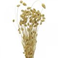 Floristik24 Torkad blomma Phalaris, dekorativt gräsklas, torrfloristik, boho natur, blekt L55cm 100g