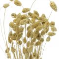 Floristik24 Torkad blomma Phalaris, dekorativt gräsklas, torrfloristik, boho natur, blekt L55cm 100g