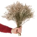 Torkad strandlavendelbukett Statice natur 1kg | Floristik24.se