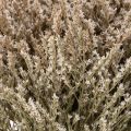 Torkad strandlavendelbukett Statice natur 1kg | Floristik24.se