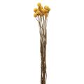 Floristik24 Torkade blommor Craspedia torkad, trumpinnar gula 50cm 20st