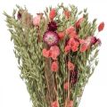 Floristik24 Bukett torkade blommor halmblommor spannmålsvallmo kapsel Phalaris sedge 55cm