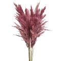 Floristik24 Torkat rörsgräs, torkat dekorationsgräs, antik ros, 75 cm, 10 stycken