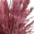 Torkat rörsgräs, torkat dekorationsgräs, antik ros, 75 cm, 10 stycken | Floristik24.se