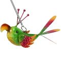 Floristik24 Fågel att hänga grön, rosa, orange 18,5cm